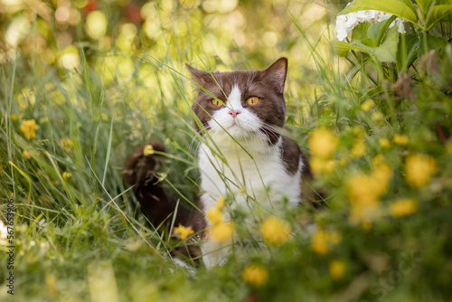 Britisch Kurzhaar, Katze auf Wiese mit gelben Blumen im sommerlichem Garten
