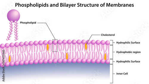 Phospholipids and Bilayer Structure of Membranes - Vector Medical Illustration