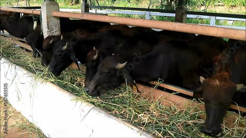 Footage of Gang of Murrah Buffaloes Enjoy Eating Grass in a Dairy Farm photo