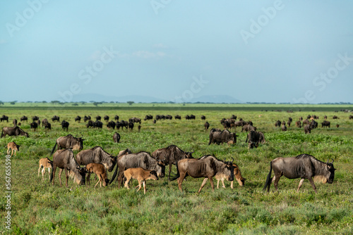 Blue wildebeest or common wildebeest, white-bearded wildebeest or brindled gnu (Connochaetes taurinus) migrating. Ngorongoro Conservation Area (NCA). Tanzania © Roger de la Harpe