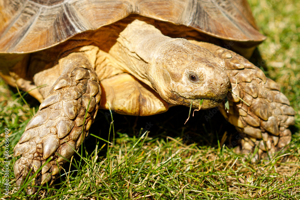 Naklejka premium turtle on the grass close-up. eating grass