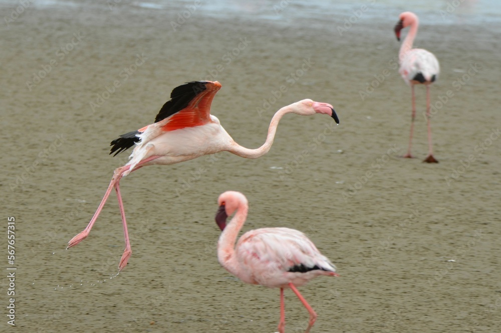 Landing approach of a flying lesser flamingo