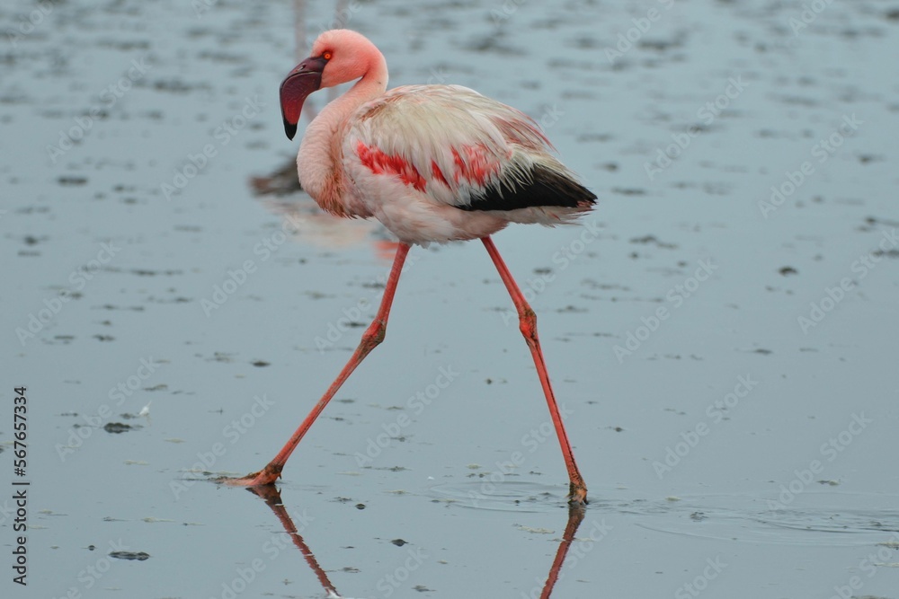 Portrait of a walking lesser flamingo, Walvis Bay