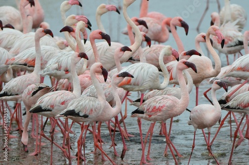 Group of flying lessser flamingos, Walvis Bay