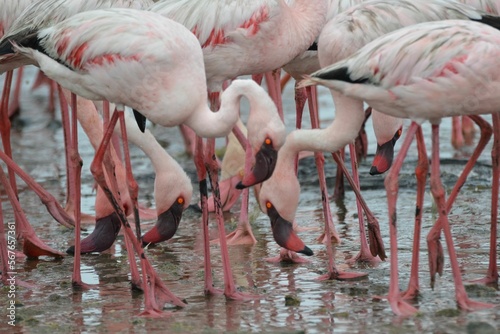Close-up of eating lesser flamingos, Walvis Bay