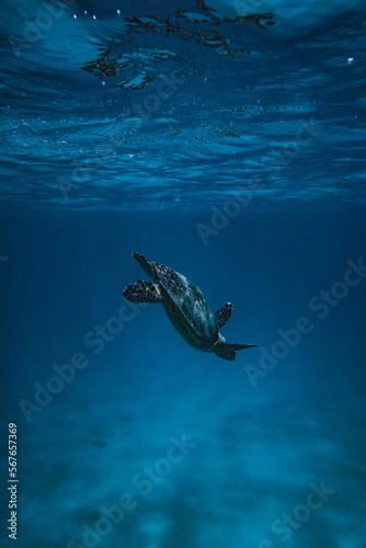 Chasing turtles in seychelles