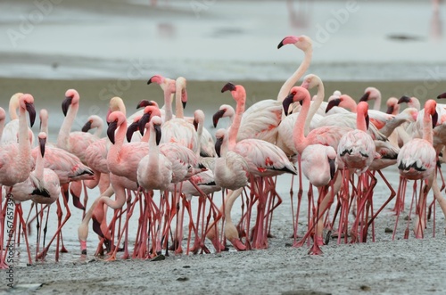Group of flying lessser flamingos, Walvis Bay © Christian
