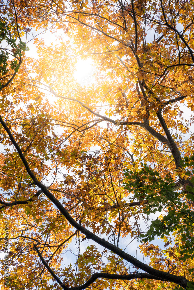 Fototapeta premium Baumkrone im Herbst