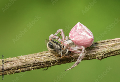 Niesamowity różowy pająk na zielonej łące