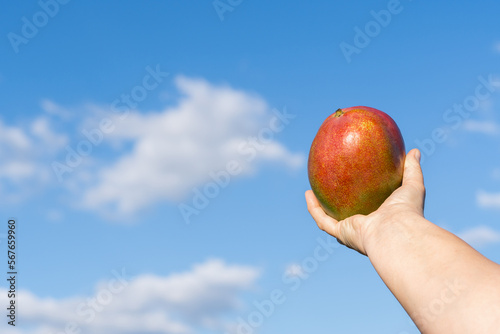 woman's hands holding a mango