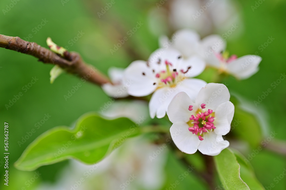 In the orchard, branch of a pear tree with blossoms, beginning of spring in nature, background In the orchard, branch of a pear tree with blossoms, beginning of spring in nature, background