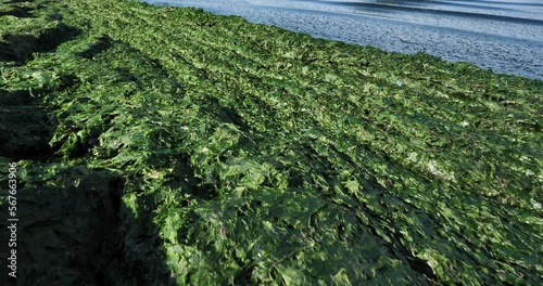 Green algae, french mediterranean costline, Occitan, France photo