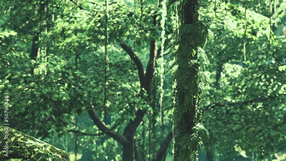Sunbeam shine through the green forest Sunbeam shine through the green forest