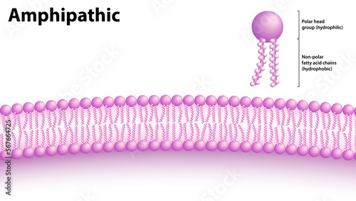 Amphipathic Molecules and Membrane Structure - Vector Medical Illustration