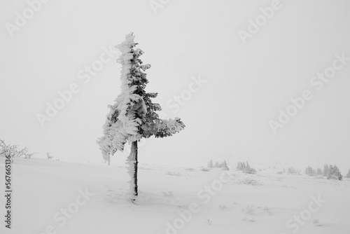 Lonely pine tree in the snow - black and white image.