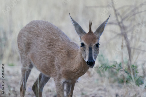 Steenbok (Raphicerus campestris) in Okonjima Nature Reserve, Namibia photo