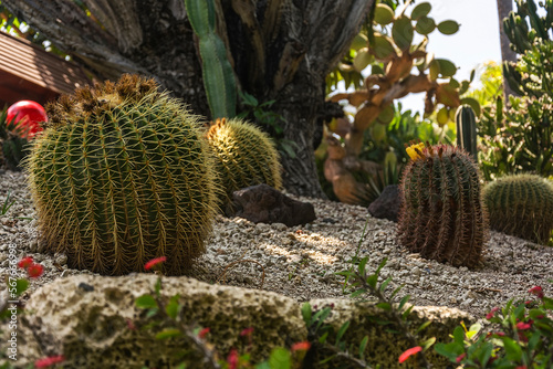 Large cacti of round form on sandy ground