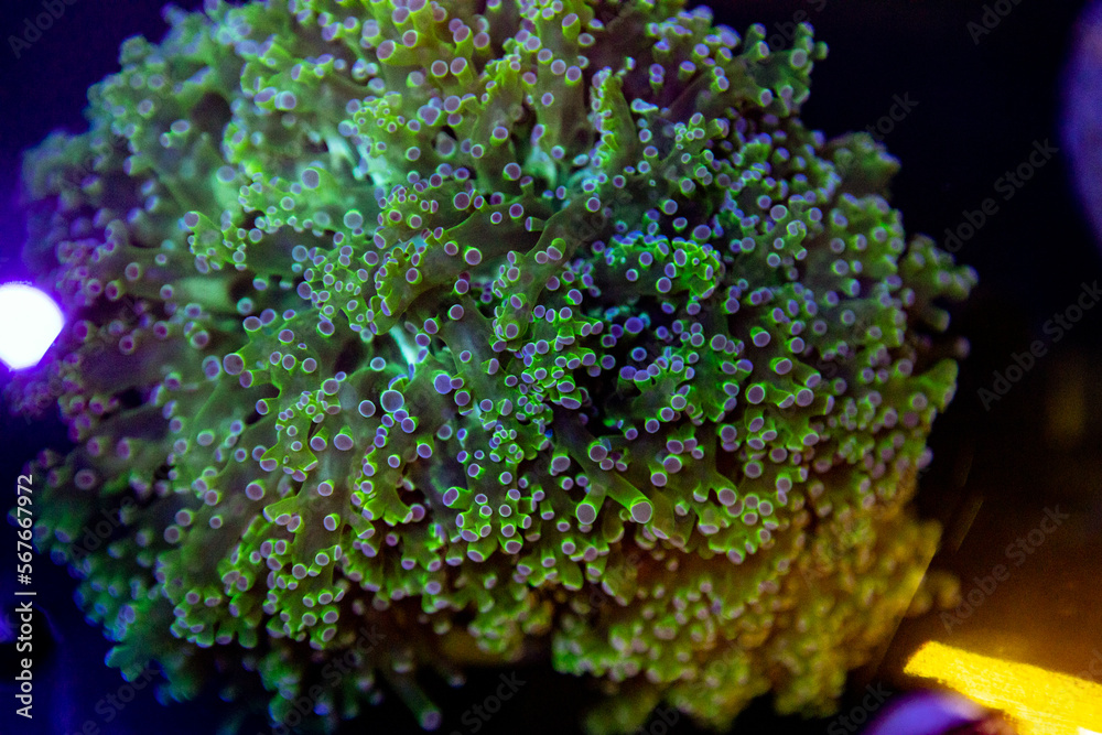 exotic corals in the aquarium close up