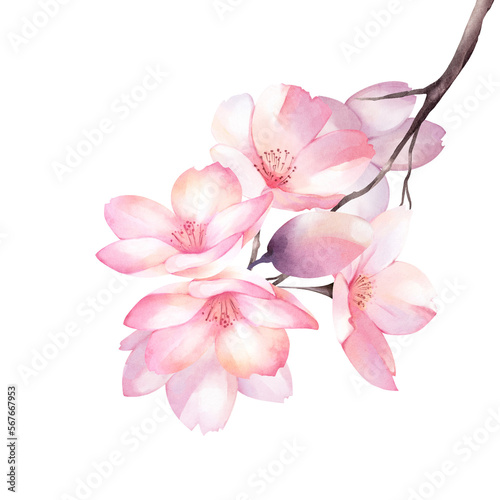 Cherry Blossom bouquet watercolor © Sarina Darin