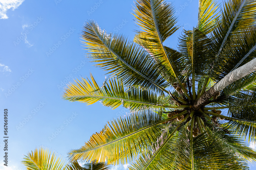 Vacation touristic coconut palm and blue sky view from down in Asia. Copy space. Mock up