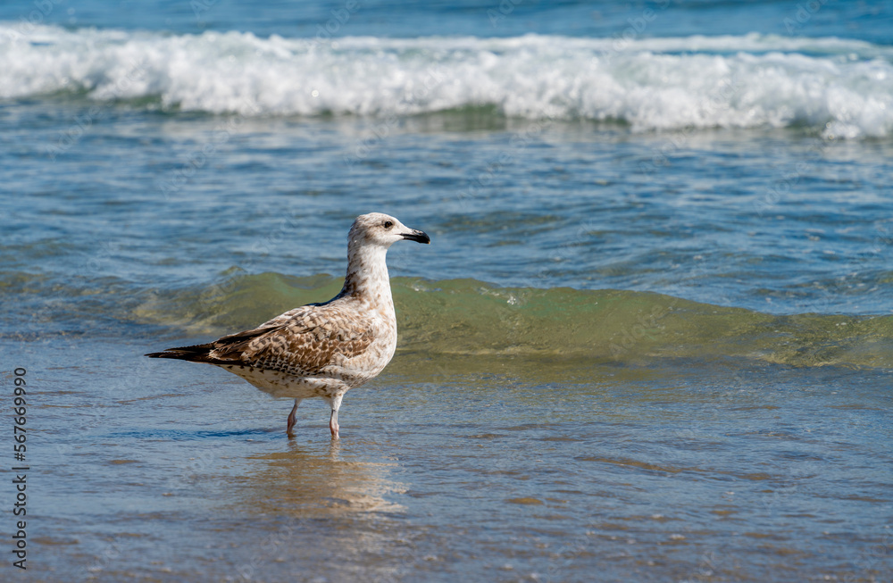 Gull at the beach