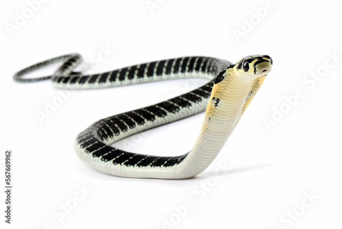 Baby king cobra on isolated background, King kobra snake 