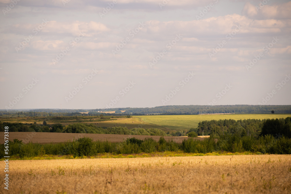 Field landscape in summer