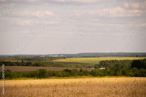 Field landscape in summer