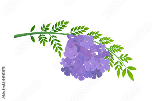 Jacaranda Mimosifolia tree, violet flowers and leaves on the branch.