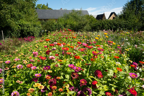 Flowers in a garden in France