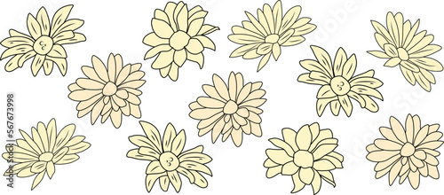background with flowers. Chrysanthemums vector. Background with chrysanthemums. 