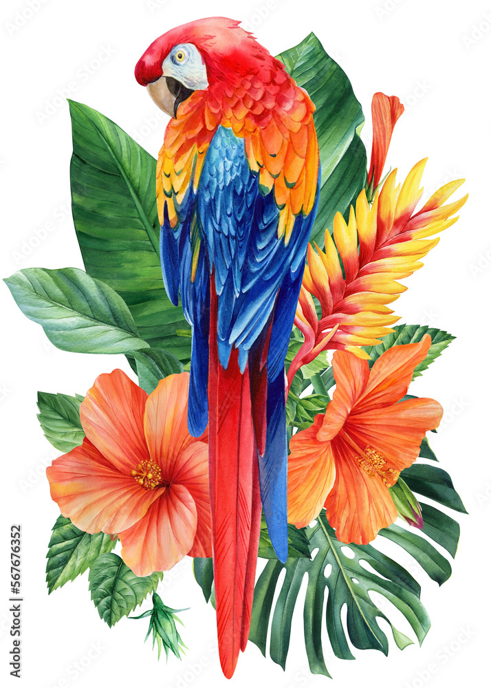 Obraz premium Parrot macaw with flowers and palm leaves, exotic birds on isolated white background. Watercolor hand drawn illustration