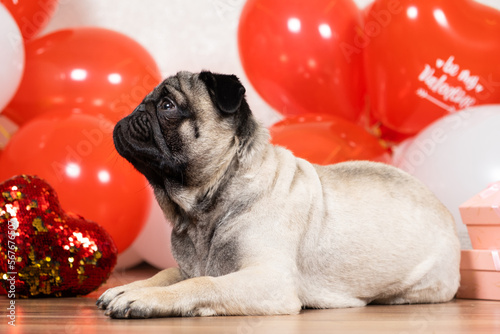 A cute pug sits among balls and hearts on Valentine's Day. Pets, dogs and their holidays © Zarina Lukash