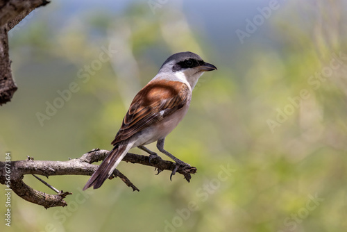 Against a blurred background, a red-backed shrike is perched on a tree branch.