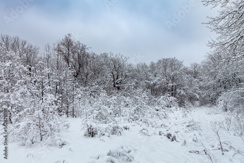 Trees and snow-covered bushes in a wintry atmosphere after a recent heavy snowfall. The road passing by to the forest in the snow. Muted colors of winter and gray low sky. © Mikhail