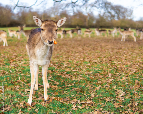 red deer grazing on the meadow in richmond park