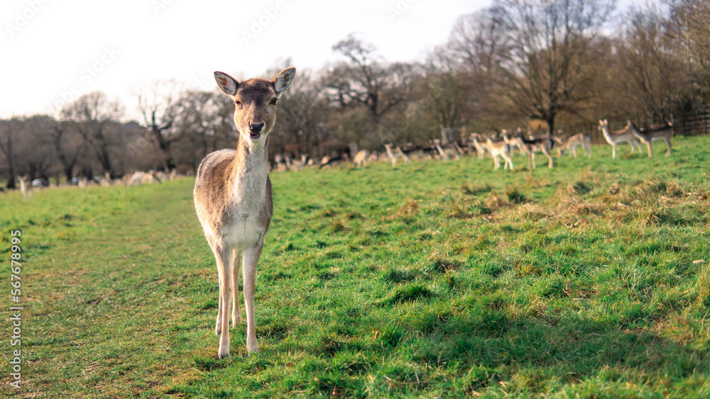 red deer grazing on the meadow in richmond park