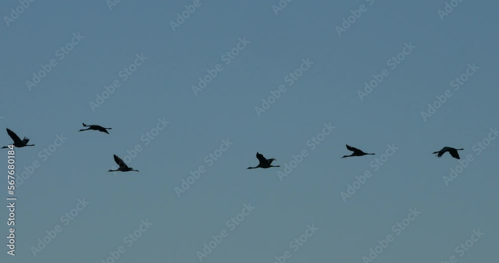Flock of common cranes in the Camargue, France Flock of common cranes in the Camargue, France