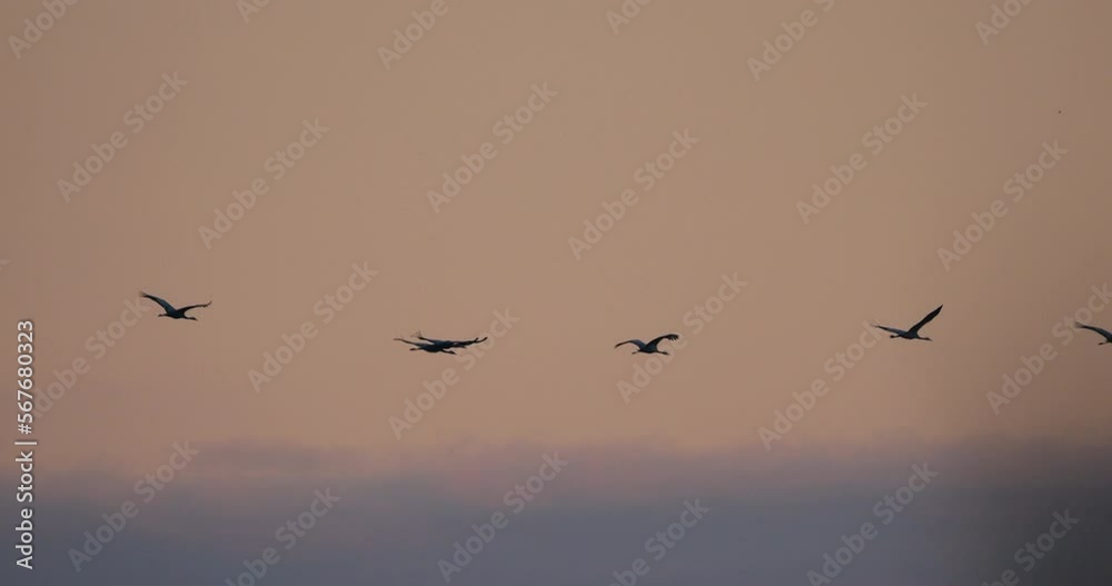 Flock of common cranes in the Camargue, France Flock of common cranes in the Camargue, France