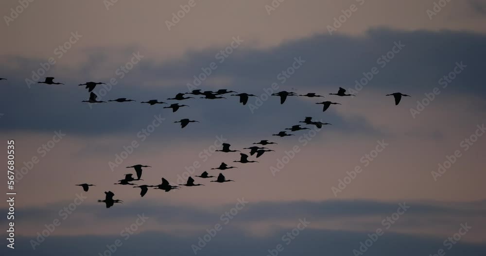 Glossy ibis, Plegadis falcinellus, Camargue, France Glossy ibis, Plegadis falcinellus, Camargue, France
