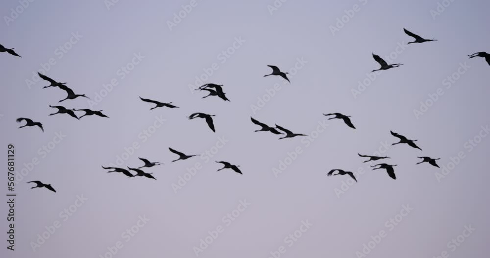 Flock of common cranes in the Camargue, France Flock of common cranes in the Camargue, France