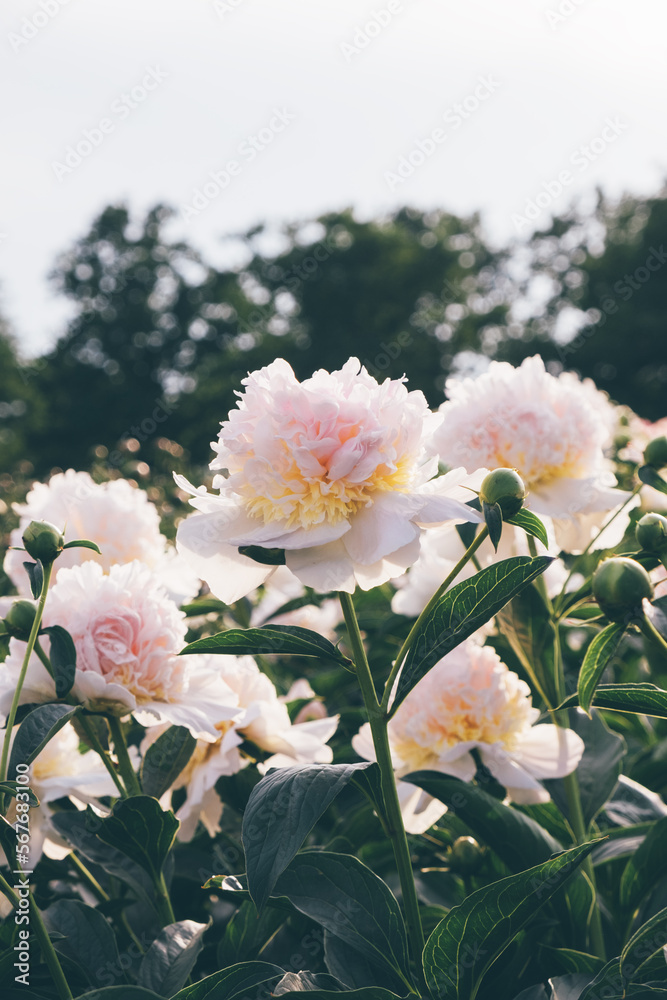 Obraz premium Beautiful fresh fluffy pastel pink peony flowers blooming in the garden, close up. Summer blooms background.