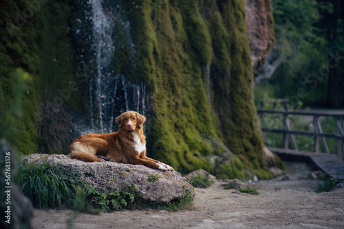 dog at the waterfall. Nova Scotia Duck Tolling Retriever lies on a stone