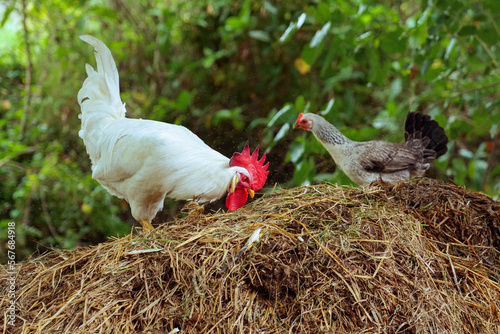 South Indian White Color Country Chicken Behind the Village photo