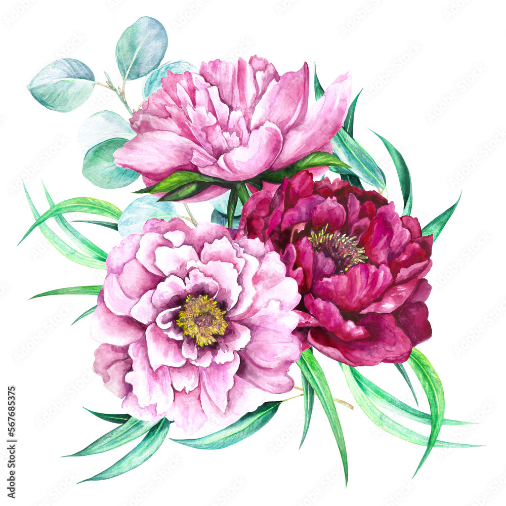 Watercolor illustration of peonies magenta and eucalyptus isolated on white background