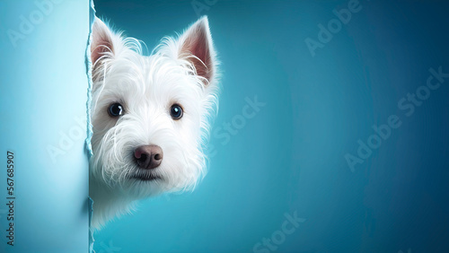 A Portrait of a west highland white terrier hiding behind blue wall. It looks frightened, generative ai