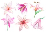 Hand drawn set of pink lily buds, lilies isolated on white background