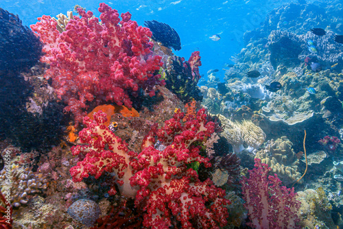 Red soft corals off coast of North Sulawesi, Indonesia photo
