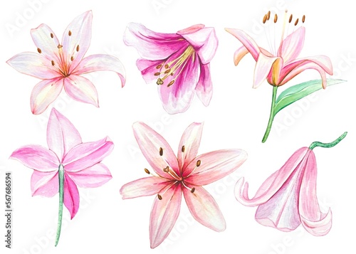 Hand drawn set of pink lily buds  lilies isolated on white background