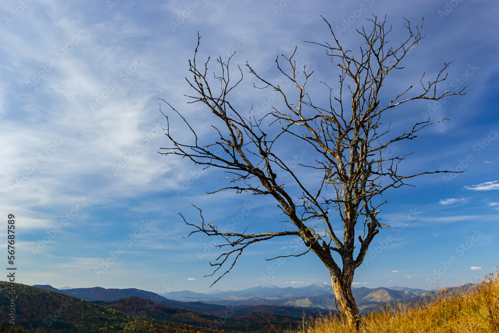beautiful evening autumn mountain and dry tree trunk on mountainside Carpathian. Ukraine beautiful evening autumn mountain and dry tree trunk on mountainside Carpathian. Ukraine